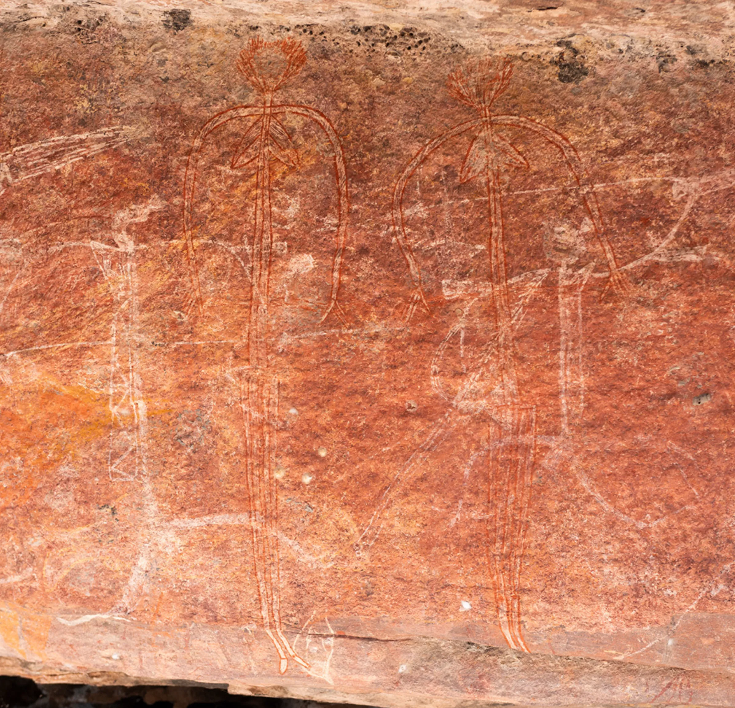 brown bandicoots, Kakadu